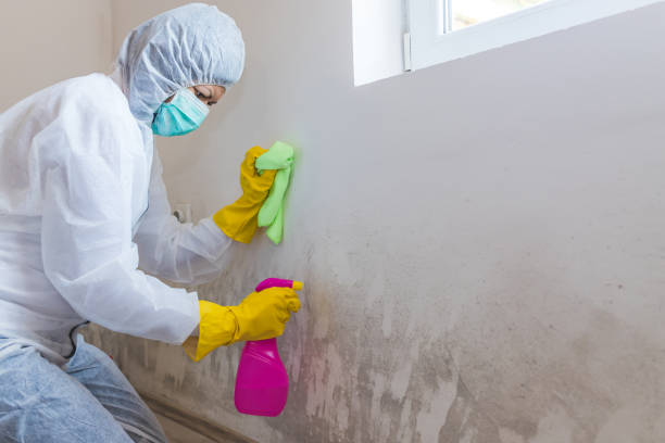 Best Attic Mold Removal  in Foley, AL